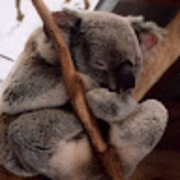 katikoala